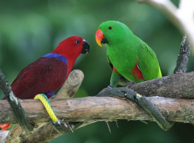 Wallpaper Amazon parrot, Antilles island, bird, green, red, nature, tourism, branch, animal, Animals 3114718344